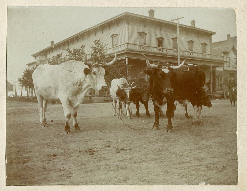 Amery - Cows on Main Street